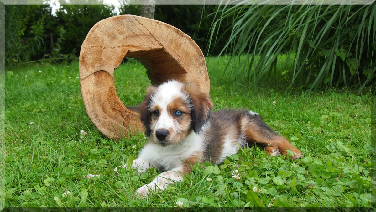 Wäller von der Straubenhalde